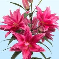 Лилия Восточная Роузлили Елена