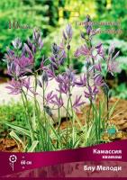 Камассия квамаш Блу Мелоди 5/6 10шт