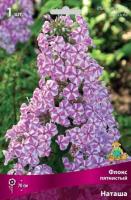 Флокс пятнистый Наташа (I) 1 шт 