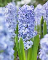 Гиацинт Садовый Аква (15/16) 3шт 