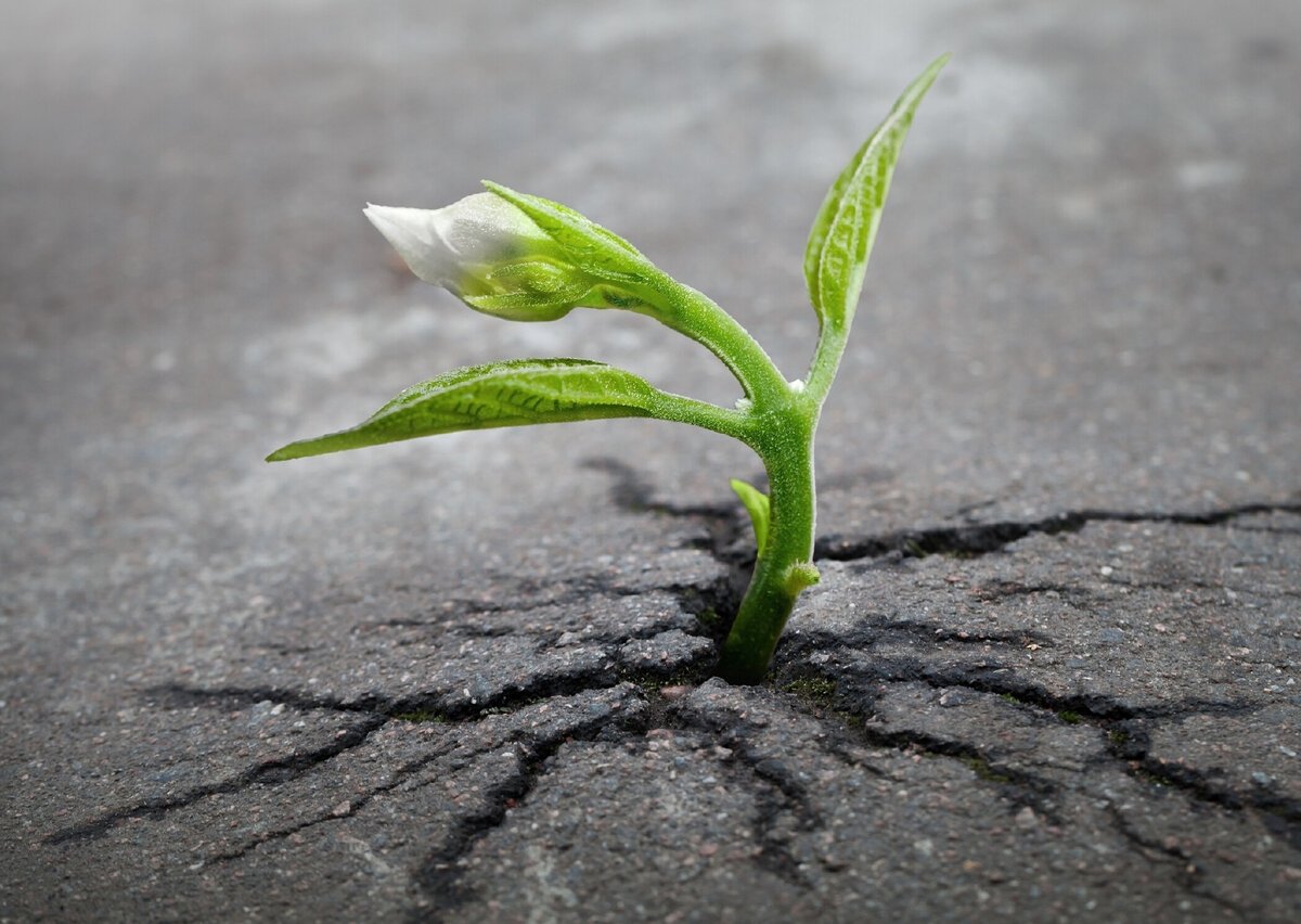 Гранулированный или порошковый куриный помет. Какой выбрать, как подкармливать? Гранулированный или порошковый куриный помет. Какой выбрать, как подкармливать?