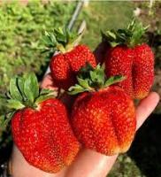 Саженцы Земляника Фестивальная 
