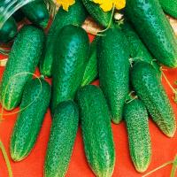 Огурец Конни F1 6шт