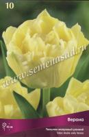 Тюльпан Махровый ранний Верона  (11/12) 10 шт