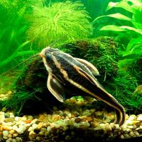 Платидорас полосатый 