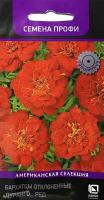 Бархатцы Алюмиа Ред Ванилла отклоненные 15шт
