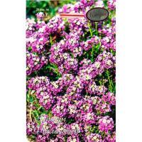 Алиссум Мускат (однолетний, фиолетовый) 20*0,2