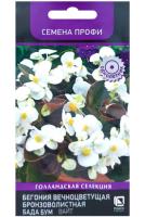 Бегония вечноцветущая бронзоволистная Бада Бум Вайт 15шт