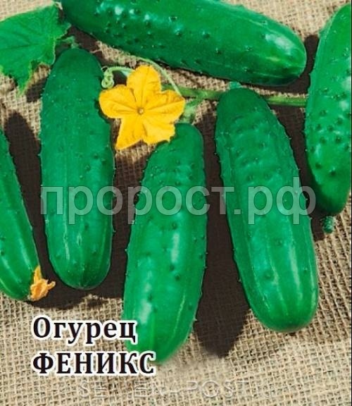 Огурец Феникс 25 г