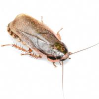 Насекомое Таракан мраморный