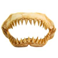 Грот Декси Челюсти динозавра 1003 31*13*17см/259102/АП