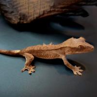 Геккон бананоед