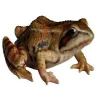 Жаба L15 W12H7,4см 626529/F584 Жаба L15 W12H7,4см 626529/F584