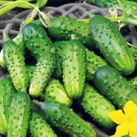 Огурец Астерикс F1 20*15шт