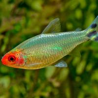 Родостомус 