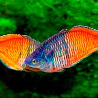 Раджуница боесмана 