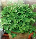 Петрушка листовая Бутербродная 20г