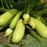 Кабачок Кавили F1 100 шт