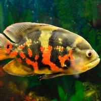 Рыба Астронотус ассорти 20-25см