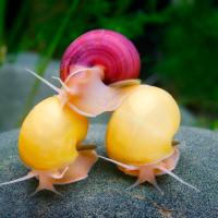 Ампулярия ассорти