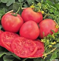 Томат Розовый гигант 0,1г