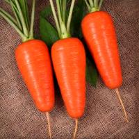 Морковь Шантенэ 2461  500г