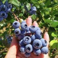 Саженцы Голубика Аврора 810653