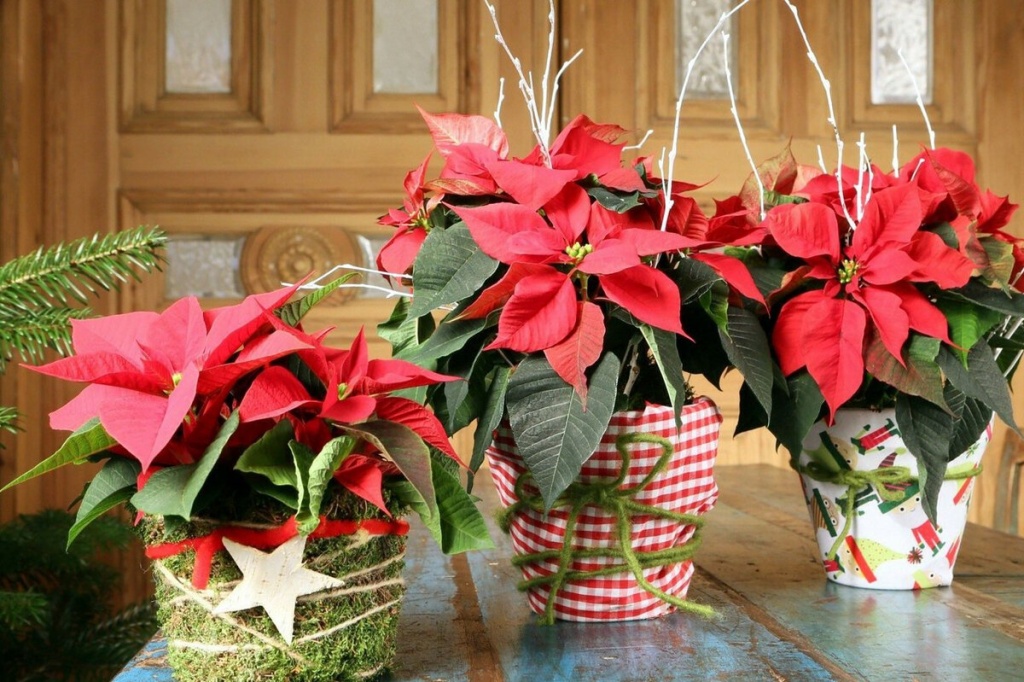 рождественская звезда рождественская звезда