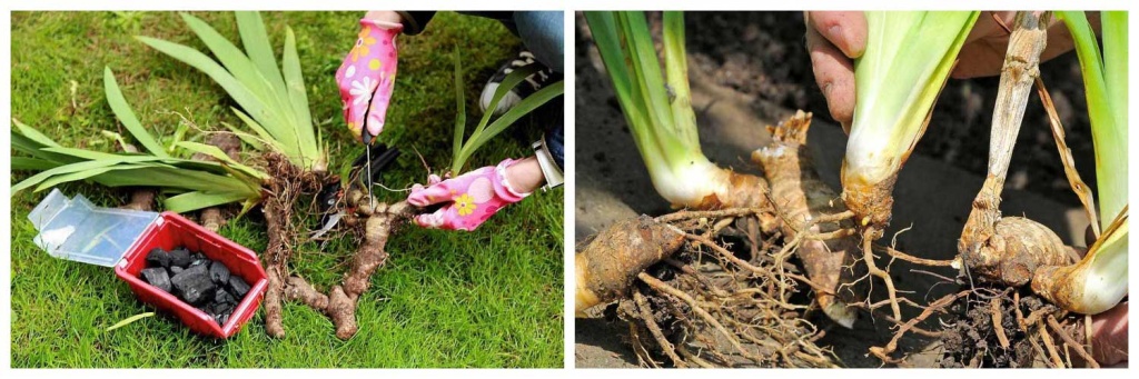 размножение.jpg размножение.jpg