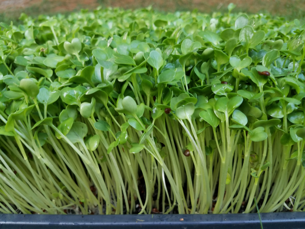 семена микрозелени семена микрозелени