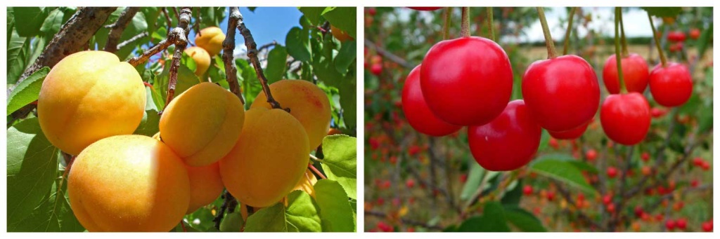 косточковые-деревья-2).jpg косточковые-деревья-2).jpg