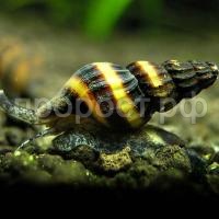 Хелена Хищная Хелена Хищная