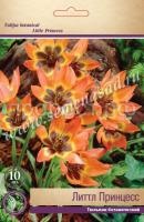 Тюльпан Ботанический Литтл Принцесс (медно-оранж с коричн-чёрн центром, обвед, 10шт, 6-7) 732333