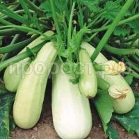 Кабачок Белоплодный Кабачок Белоплодный
