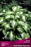 Хоста гибридная Найт Бифо Кристмас
