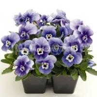 Без названия (1) Без названия (1)