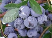 Без названия