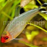 Родостомус Родостомус