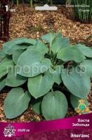 Хоста Зибольда Элеганс Хоста Зибольда Элеганс