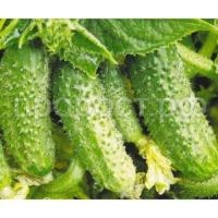 Огурец Атлантис F1 1000шт Огурец Атлантис F1 1000шт