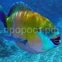 Попугай Попугай