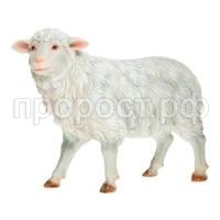 овечка овечка