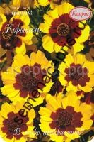 кореопсис летний ветерок кореопсис летний ветерок