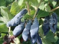 жимолость нимфа жимолость нимфа