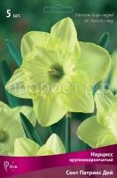 Нарцисс крупнокорончатый Сент Патрикс Дей _бордо Нарцисс крупнокорончатый Сент Патрикс Дей _бордо