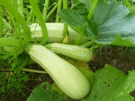 Кабачок Грибовские 37 10г