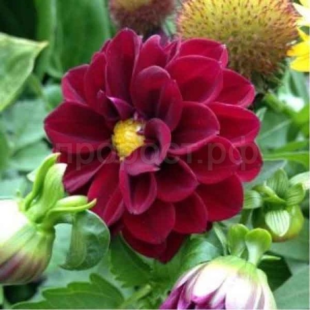 Георгина Фигаро Ред Шейдес 10шт