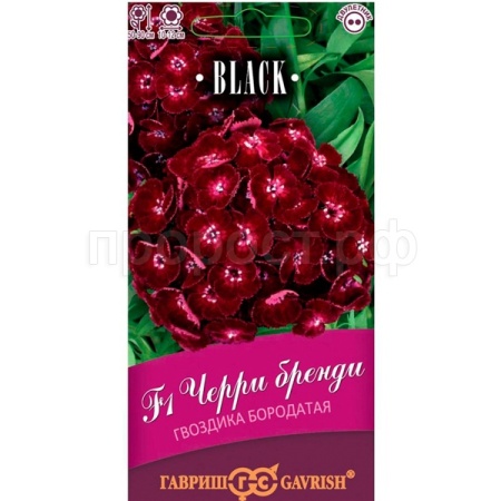 Гвоздика турецкая Черри бренди F1 4шт серия Блэк
