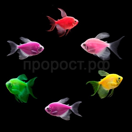 Рыба Тернеция крупная