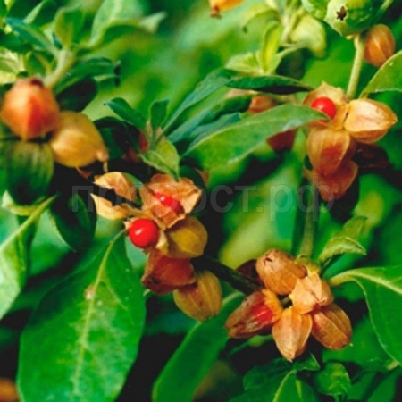 Ашваганда (Withania somnifera) Индийский Женьшень 5шт